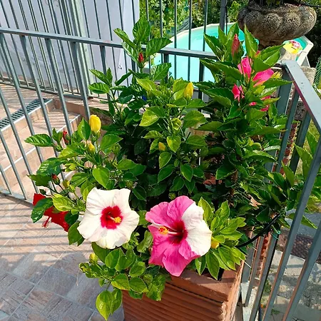 Le Rose Sul アパート
