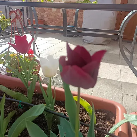 アパート Le Rose Sul Pescate
