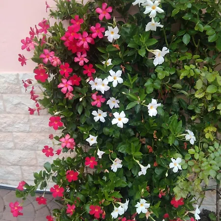Appartamento Le Rose Sul Pescate