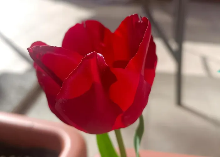 Le Rose Sul Пескате