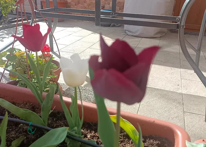 Апартаменты Le Rose Sul Пескате